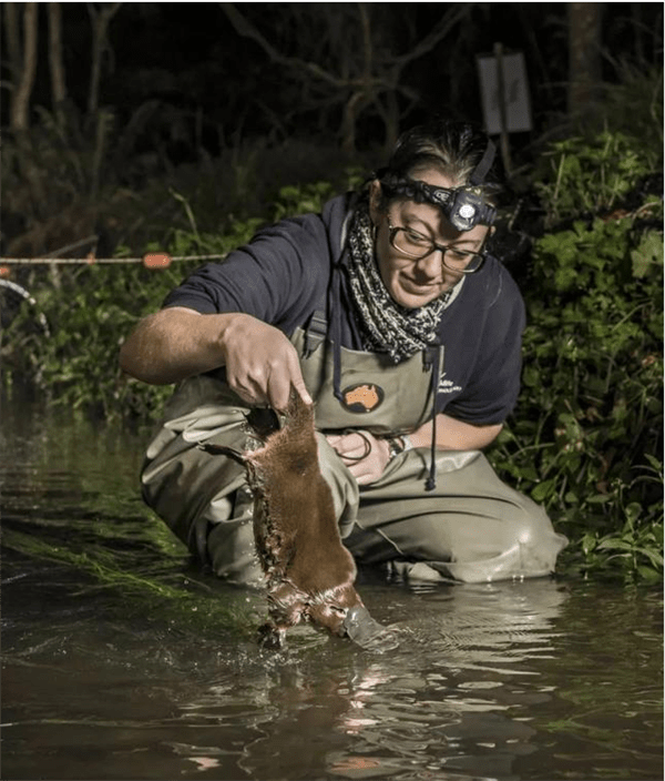 鸭嘴兽灭绝了吗(鸭嘴兽是胎生还是卵生)
