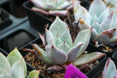 ​多肉控养大法，3周胖到爆炸，越虐长的越疯狂！