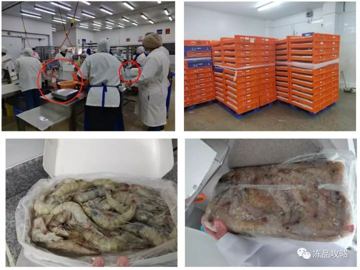 冰虾是怎么制成的(冷冻白虾加工过程详解)