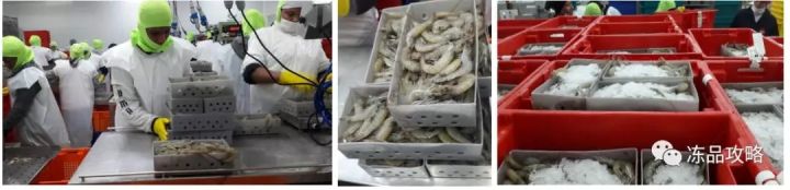 冰虾是怎么制成的(冷冻白虾加工过程详解)