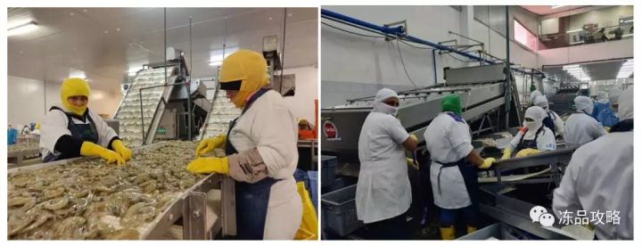 冰虾是怎么制成的(冷冻白虾加工过程详解)