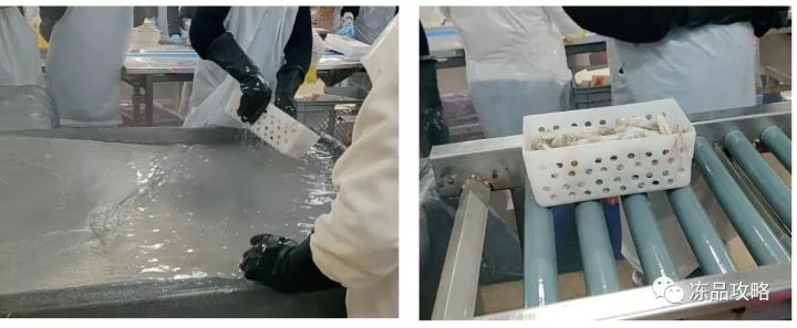 冰虾是怎么制成的(冷冻白虾加工过程详解)