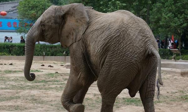 大象有哪些特点和本领