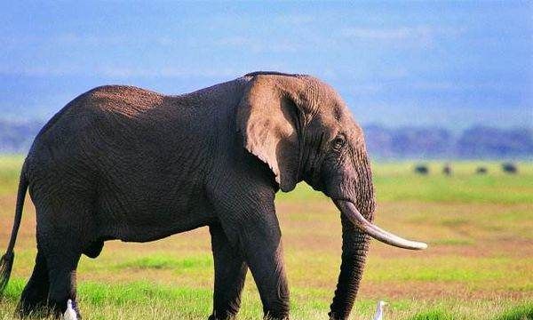 大象有什么特点和本领,大象有什么特点和本领图4