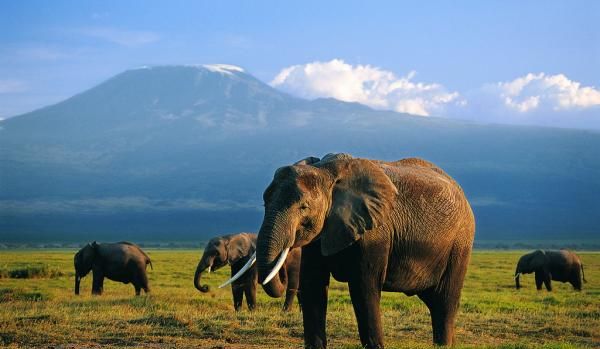 大象有什么特点和本领,大象有什么特点和本领图3