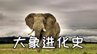 ​大象有什么特点和本领,大象有什么特点和本领