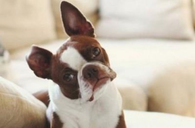 ​宠物狗驱虫药多长时间吃一次