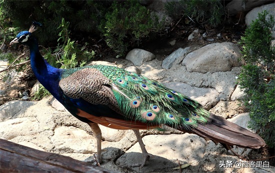 最憋屈的省会动物园，郑州人基本上都去过