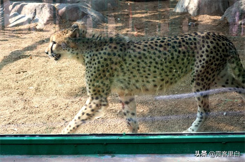 最憋屈的省会动物园，郑州人基本上都去过