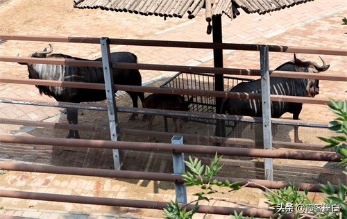 最憋屈的省会动物园，郑州人基本上都去过