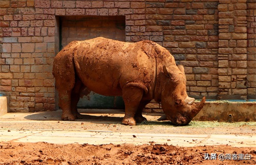 最憋屈的省会动物园，郑州人基本上都去过