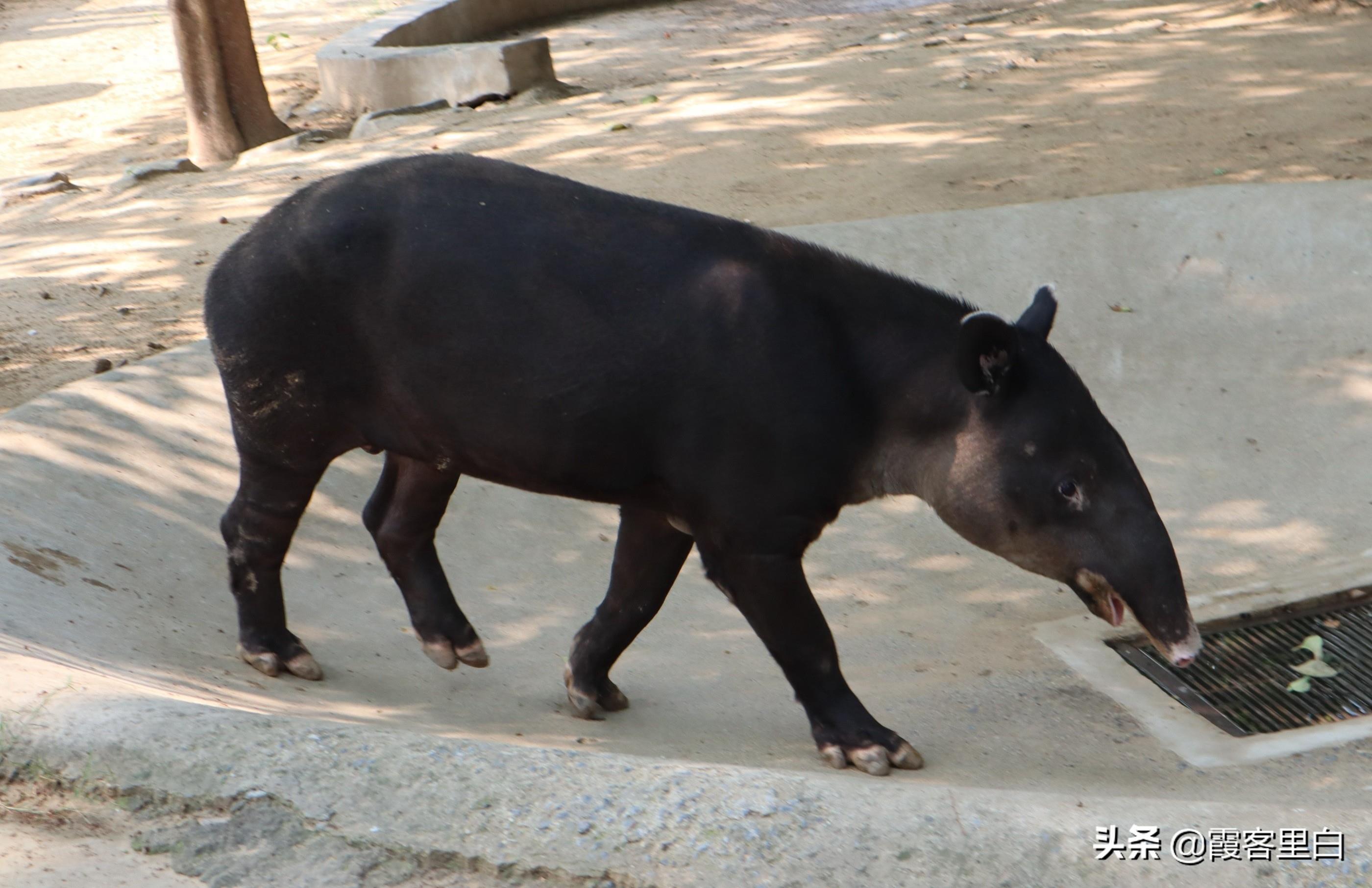 最憋屈的省会动物园，郑州人基本上都去过