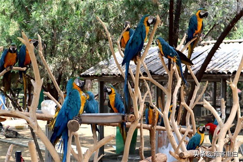 最憋屈的省会动物园，郑州人基本上都去过