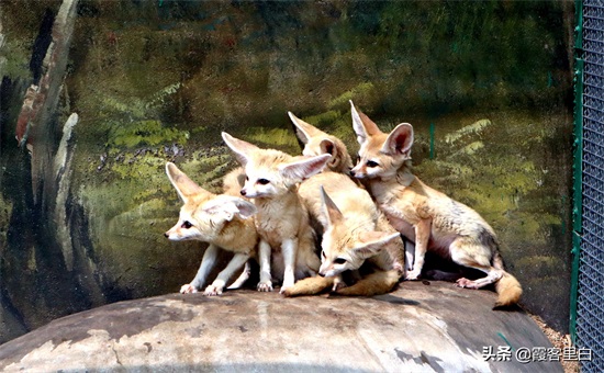 最憋屈的省会动物园，郑州人基本上都去过