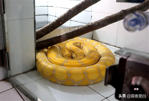 最憋屈的省会动物园，郑州人基本上都去过