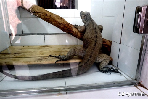 最憋屈的省会动物园，郑州人基本上都去过