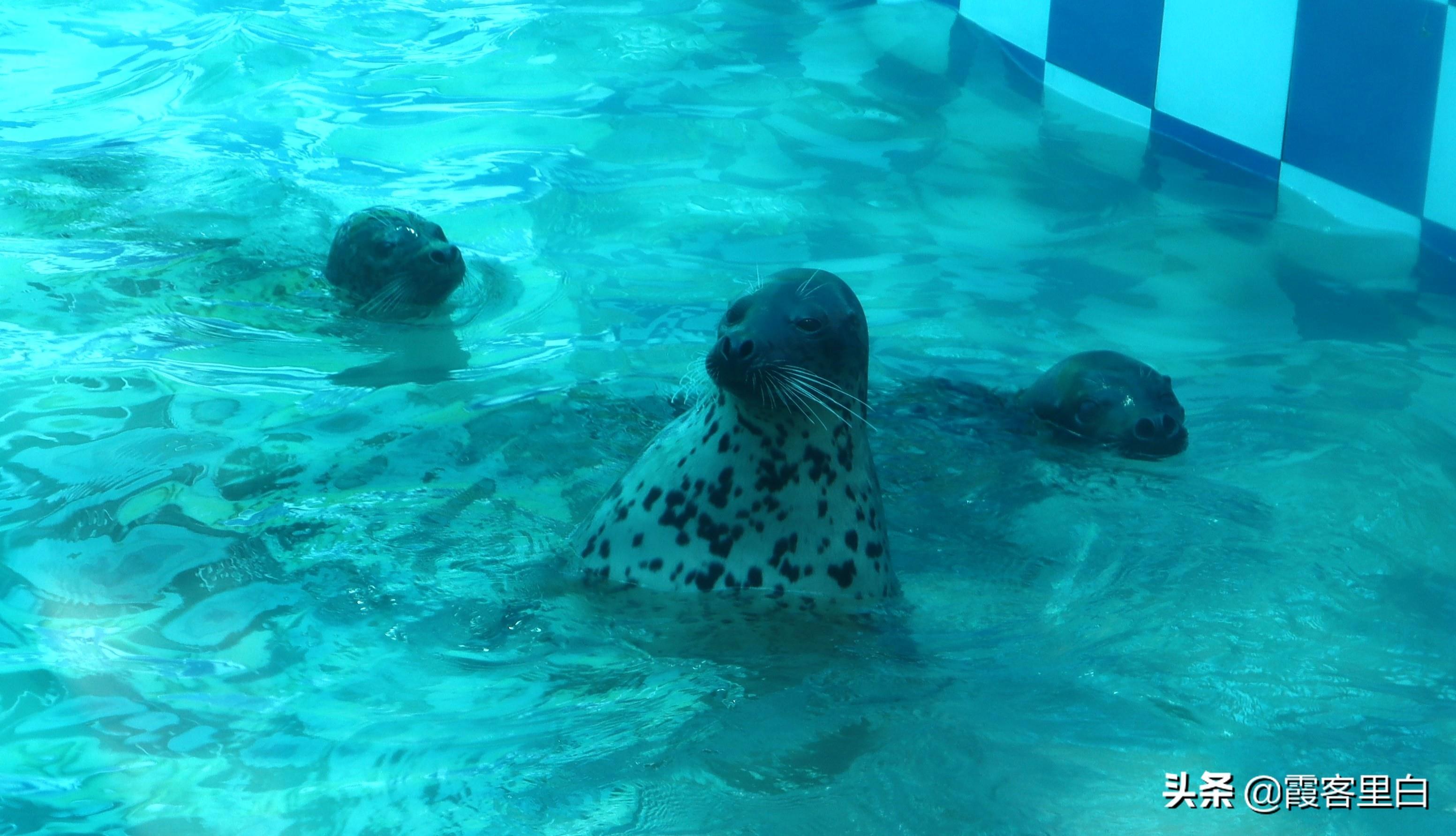 最憋屈的省会动物园，郑州人基本上都去过