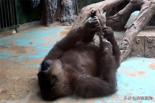 最憋屈的省会动物园，郑州人基本上都去过