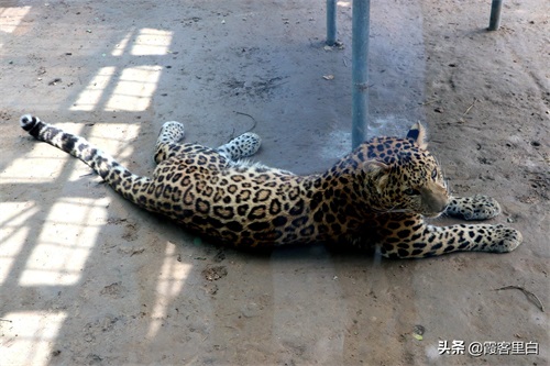最憋屈的省会动物园，郑州人基本上都去过