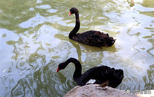 最憋屈的省会动物园，郑州人基本上都去过