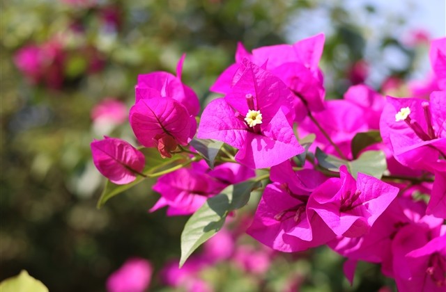 2023年翻身寓意好的网名女(共554个)