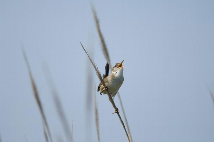 一只长嘴沼泽鹪鹩 （marsh wren）在纽泽西州莫尼岛上的海滨草丛中鸣唱。 PHOTOGRAPH BY JOEL SARTORE, NAT GEO IMAG