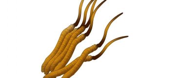 ​冬虫夏草的营养价值及营养成分