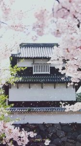 ​15首经典樱花诗词，带你赏樱花