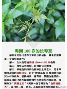 ​野藤茶的正确冲泡方法（野藤茶的正确冲泡方法简单介绍）