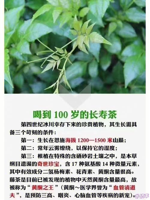 野藤茶的正确冲泡方法(野藤茶的正确冲泡方法简单介绍)