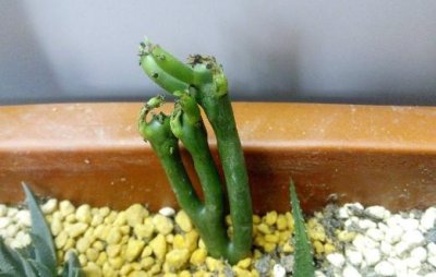 ​膨珊瑚的养殖方法-膨珊瑚的简介