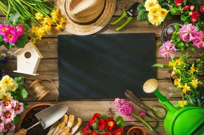 ​垂叶榕有毒吗