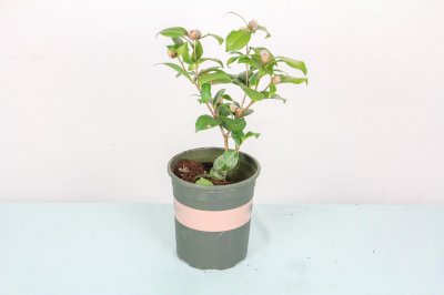 ​山茶花怎么修剪，怎样修剪山茶花花开的才能更多