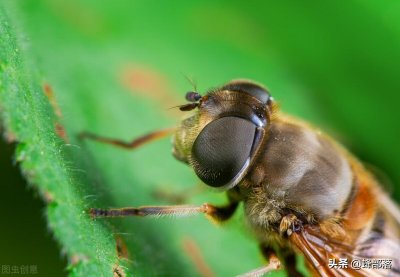 ​蜜蜂靠什么辨认方向和传达信息（为何能精准定位蜜源方位）