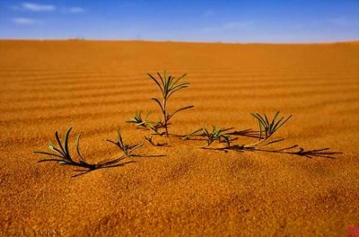 ​不用担心中国一重退市可能，主板股票生命力很顽强