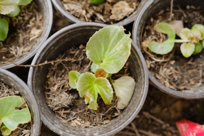 ​四季海棠怎么摘心