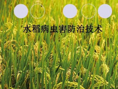 ​病虫害防治方法你知道多少