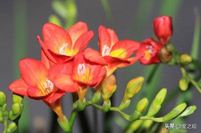 ​小苍兰香远益清香味浓郁