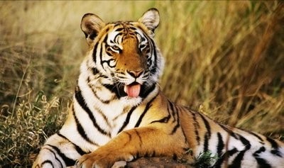 华南虎的一些高清图片，关于中国虎的一些知识和繁殖方式