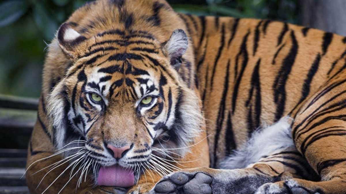 华南虎的一些高清图片，关于中国虎的一些知识和繁殖方式