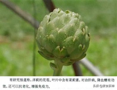 ​洋蓟，一种能开出紫色花的西洋蔬菜，既是菜也是花