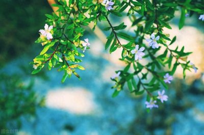 路漫漫其修远兮，吾将上下而求索，屈原12句经典诗句