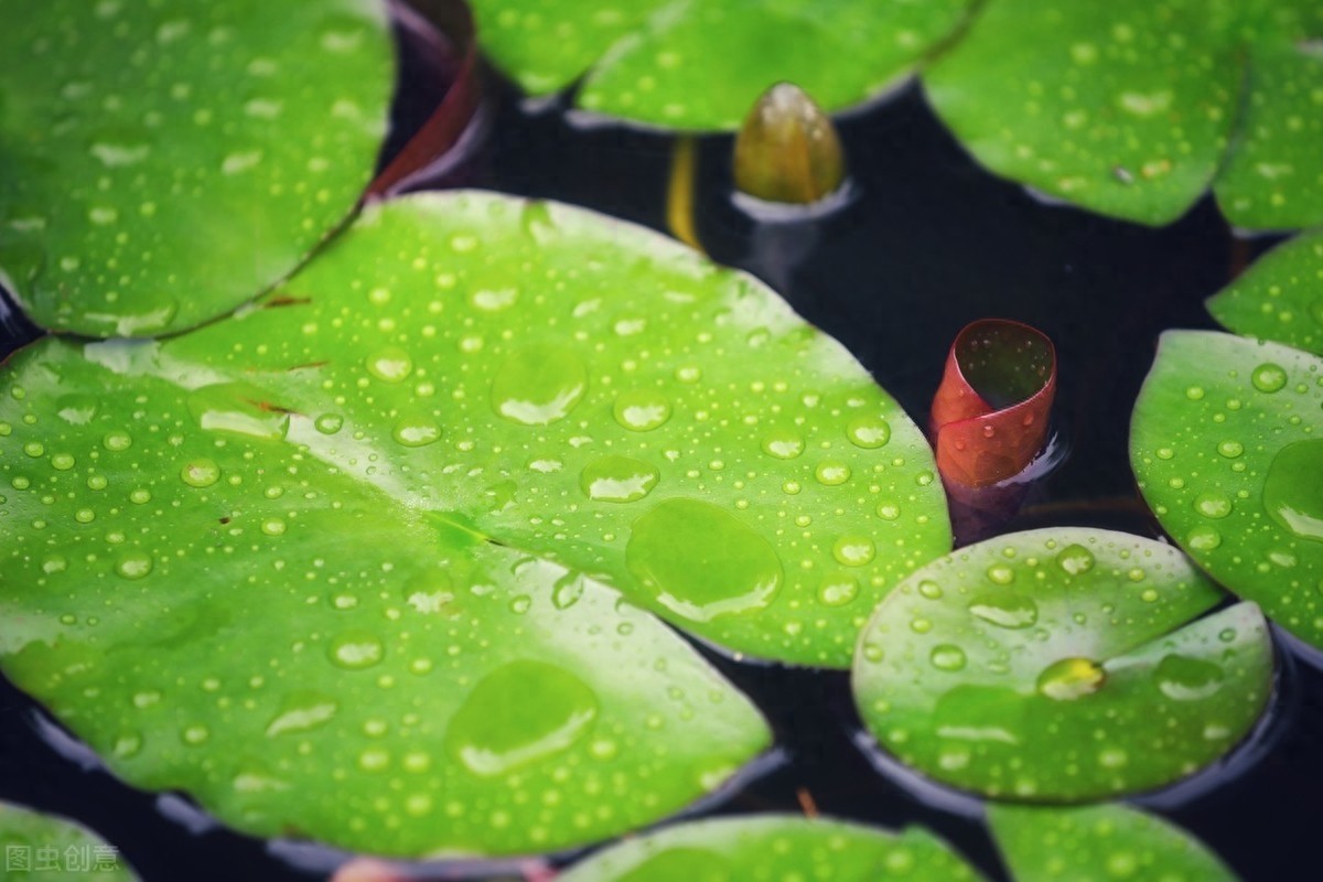 路漫漫其修远兮,吾将上下而求索,屈原12句经典诗句