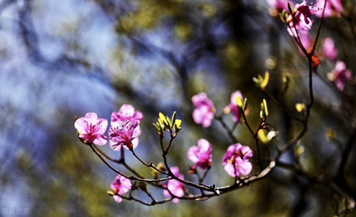 路漫漫其修远兮,吾将上下而求索,屈原12句经典诗句