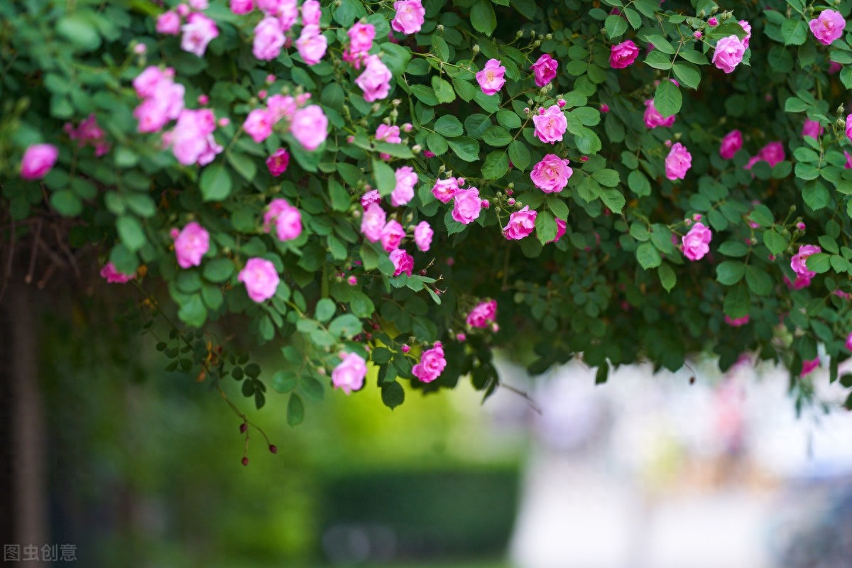 路漫漫其修远兮,吾将上下而求索,屈原12句经典诗句