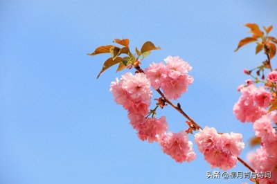 宋词里那些春天的唯美诗句，拿去置顶朋友圈吧，惊艳世人