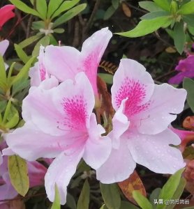 ​意象蕴藉的《春江花月夜》（三）———“滟滟随波千万里”