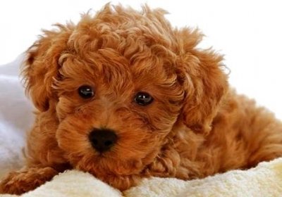 ​泰迪为什么要断尾？