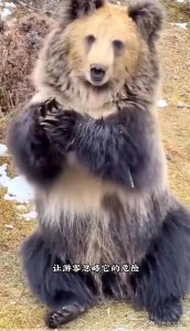 ​探秘藏马熊：高原上的神秘守护者