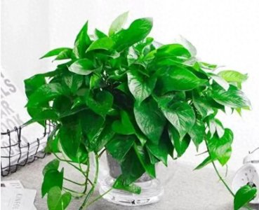 ​客厅绿意盎然：6种招财镇宅福气满满的花卉推荐